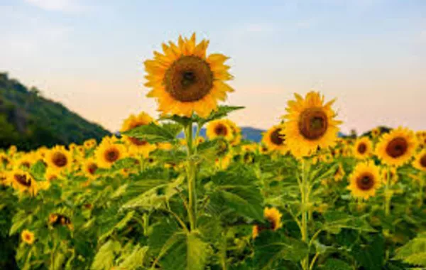 Russia’s Bashkortostan Makes First Ever Sunflower Meal Shipment to Turkmenistan