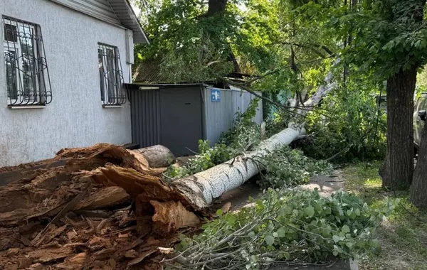 Falling Tree in Kazakhstan Misses People, Scratches Cars - VIDEO
