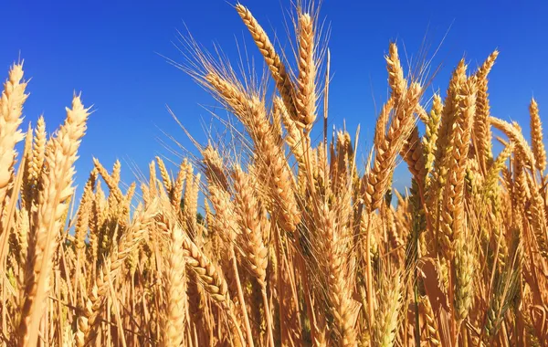 Russia Set to Flood Kazakhstan with Wheat: Imports to Triple