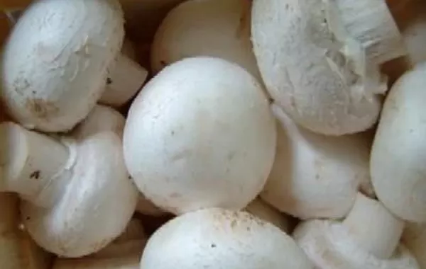 Turkmen-Grown Mushrooms Make Export Breakthrough
