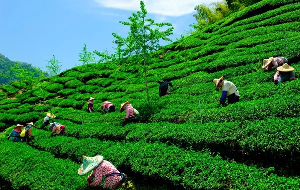 Uzbekistan’s Tea Market Brews Up Strong Imports in H1 2025