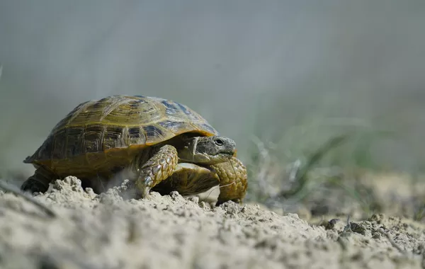 Kazakhstan Moves to Safeguard Central Asian Tortoise Species