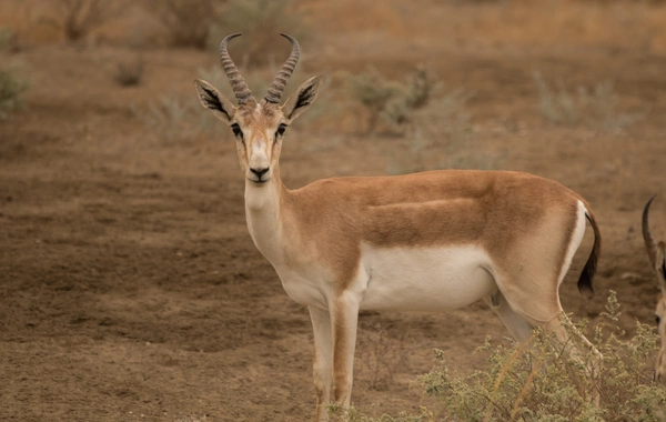 Kyrgyzstan Launches Initiative to Restore Goitered Gazelle Population