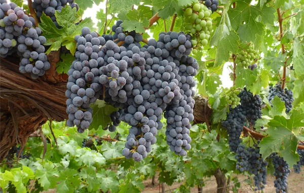Uzbekistan’s Vineyards Bear Fruit with 7.8% Production Rise