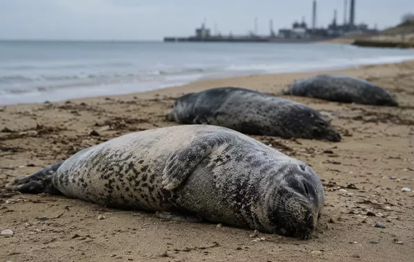 Dead Caspian Seals Wash Ashore Again on Kazakh Beaches
