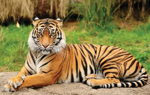 Kazakhstan to Launch Tiger Alert System for Residents