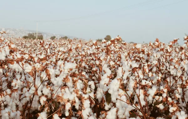 Central Asian Cotton Fuels Russia’s Military Efforts