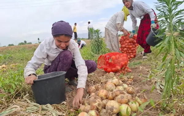 Tajikistan’s Onion Harvest Wilts Under Drought and Rising Costs