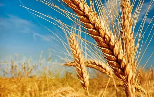 Kazakhstan Makes Strong Progress in Nationwide Harvest Campaign