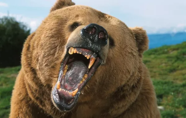 Bear Kills Woman in Her Own Yard in Russia’s Krasnoyarsk