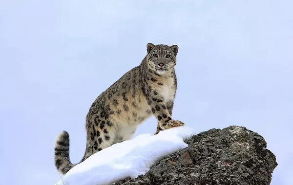 Kyrgyz President Highlights Global Significance of First International Snow Leopard Day