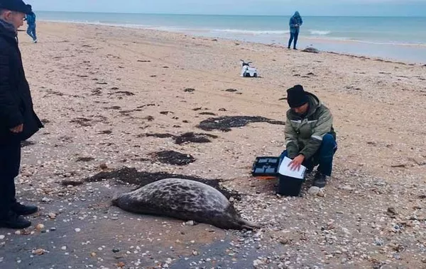 Environmental Concerns Grow After New Seal Deaths in Kazakhstan