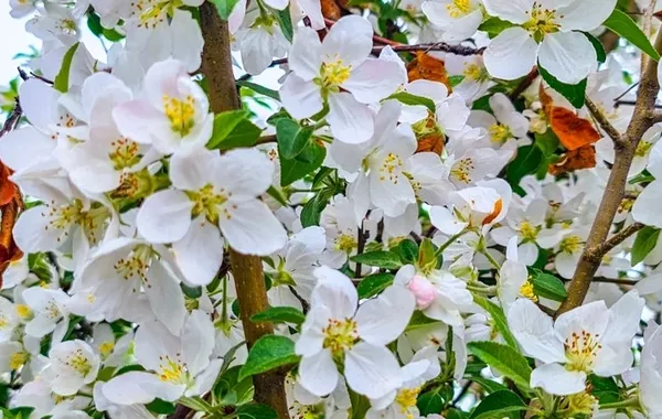 Kazakhstan's Almaty Transforms Into Blooming Spring Paradise - VIDEO