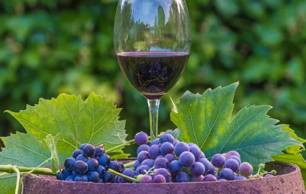 Armenian Wine Debuts in Belgium Under New Private Label Brand - VIDEO