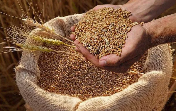 Georgia's Wheat Culture Set to Gain UNESCO Heritage Status