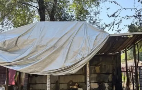Night Fire Erupts at Zoo in Kazakhstan, Damaging Tourist Electric Vehicles