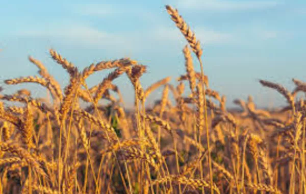 Azerbaijan Railways: 1,000 Tons of Kazakh Wheat En Route to Armenia