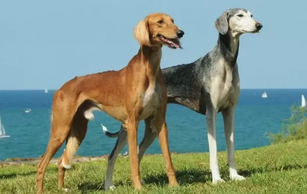 Kazakhstan Launches New Holiday Honoring National Dog Breeds