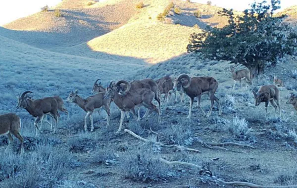 Endangered Wild Goat Thrives in Eastern Turkmenistan
