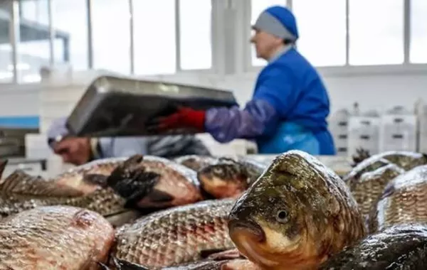 Armenia Turns to Georgia for Fish Exports as Russia Tightens Import Curbs