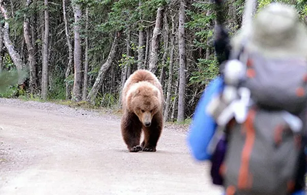 Teen Survives Bear Attack After Smartphone Battery Catches Fire in Russia