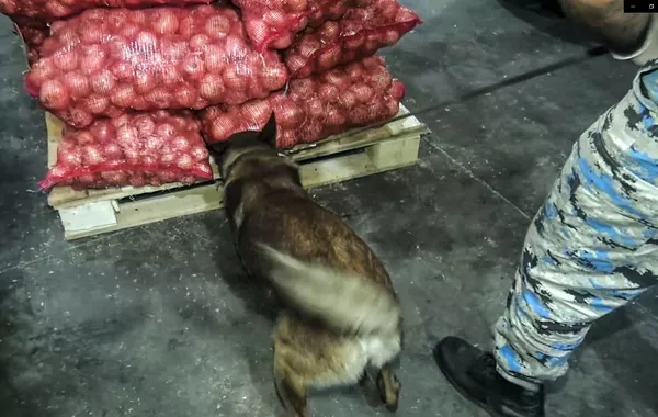 Iran-to-Russia Onion Shipment Turns Into Major Drug Bust in Azerbaijan - VIDEO
