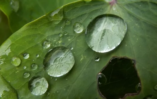 Acid Rain from Iran May Hit Kyrgyzstan Amid Middle East Conflict