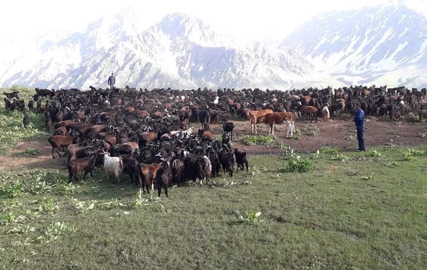 UN Report Sounds Alarm as Tajikistan’s Grazing Lands Face Widespread Degradation