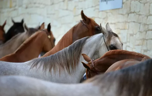 Kazakhstan Dismantles Cattle Theft Gangs in Almaty