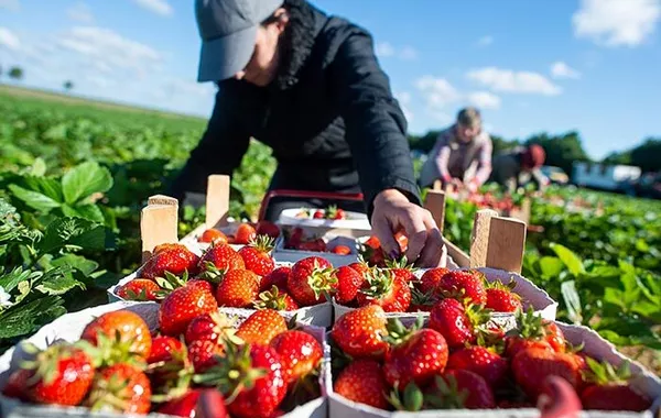 IOM Alerts Tajik Workers to Fake UK Job Schemes