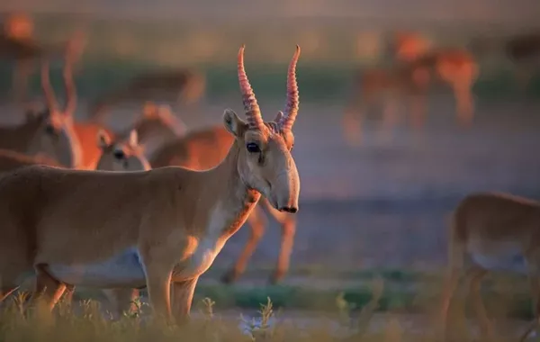 Kazakhstan Launches Digital Tracking System for Saiga Horns to Curb Illegal Trade