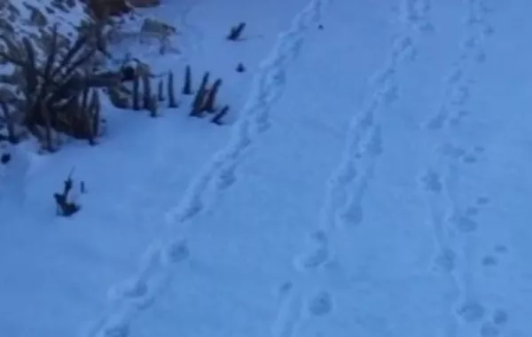 Kazakh Kolsay Lakes Park Inspectors Snap Rare Snow Leopard