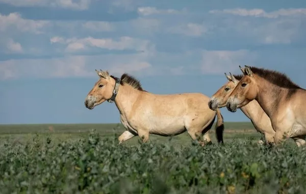 Kazakhstan Marks Conservation Milestone With Release of Five Wild Horses