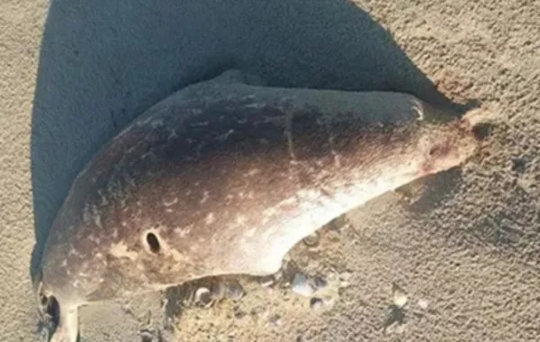 Mass Seal Die-Off Alarms Kazakhstan’s Part of Caspian Sea
