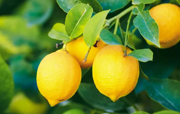 Uzbekistan’s Lemon Exports Surge in First Half of 2025