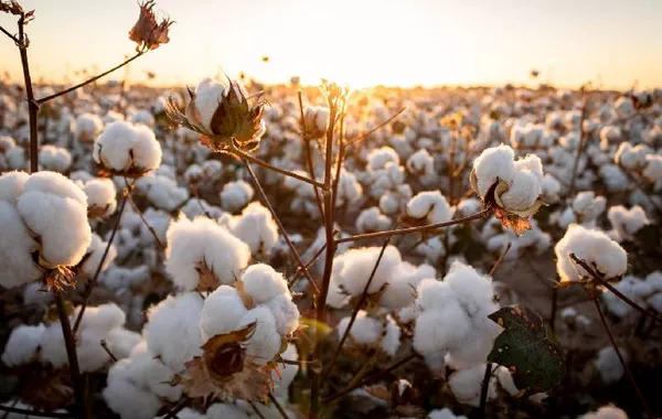 Kyrgyzstan Boosts Cotton Exports to China, Russia, and Türkiye
