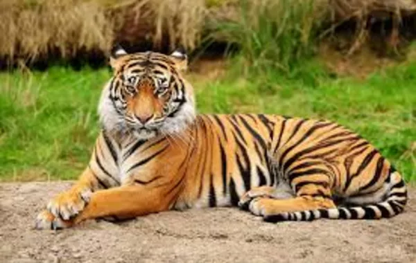 Kazakhstan Plans to Reintroduce Kulans, Tigers in 2026