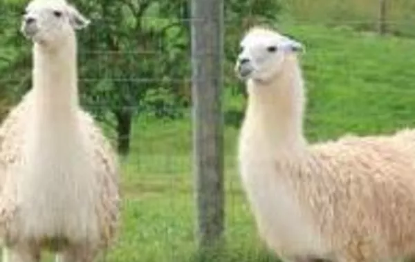 Adorable Baby Llama Joins Herd at Kyrgyzstan’s Karakol Zoo