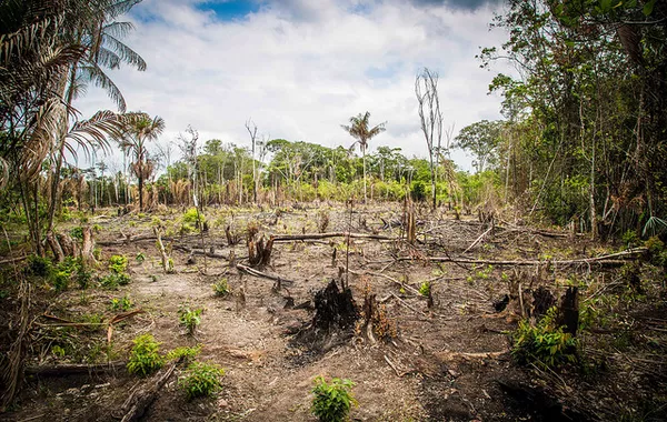 ‘Forests Are Non-Negotiable’: World Falling Short on 2030 Deforestation Pledge