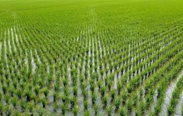 Kyrgyzstan’s Batken Region Begins Rice Harvest Amid Strong Forecasts