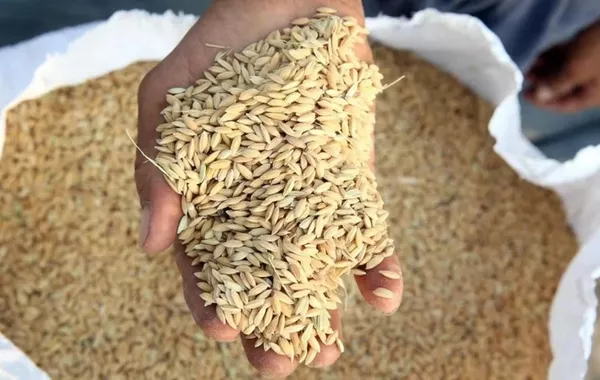 Kazakhstan Strengthens Global Grain Presence with Export Growth