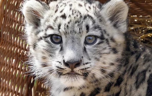 Kyrgyzstan Set to Recognize Snow Leopard as National Emblem