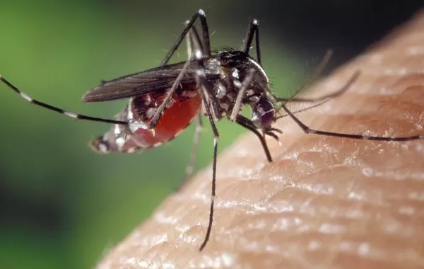 Kyrgyzstan Escapes Chikungunya Outbreak