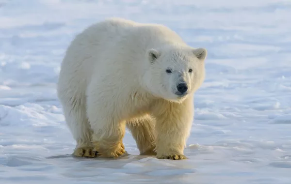 Polar Bear Attacks Family in Northern Russia, Child Injured
