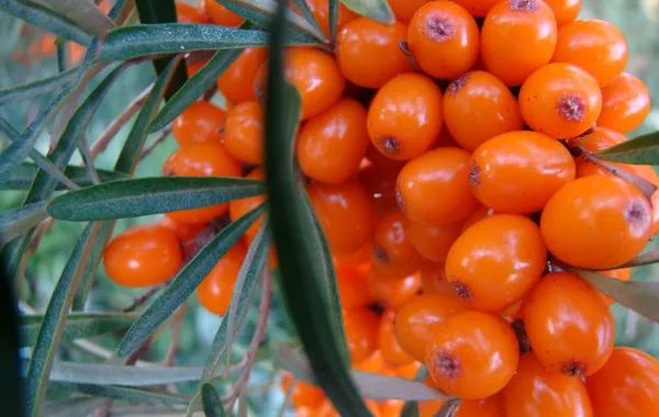 Thornless Sea Buckthorn Boosts Kyrgyzstan’s Farming Prospects