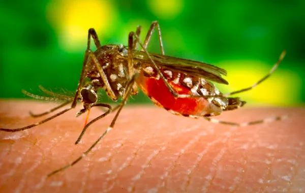 Russia Reports Zika Virus Case in Woman Returning From Bali