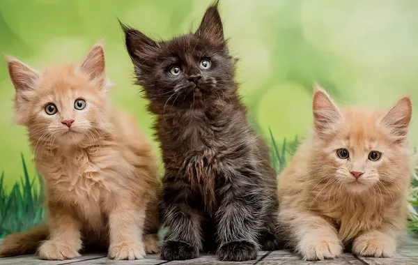 Türkiye’s Famed Street Cats Face Uncertain Future