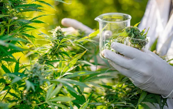 Kazakhstan Legalizes Industrial Hemp Cultivation