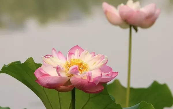 Kazakhstan to Bloom with Culture at LOTUS FEST-2025 in Teniz