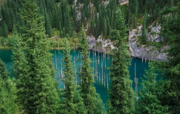 Kazakhstan Revises Forest Law to Enhance Eco-Tourism, Climate Resilience